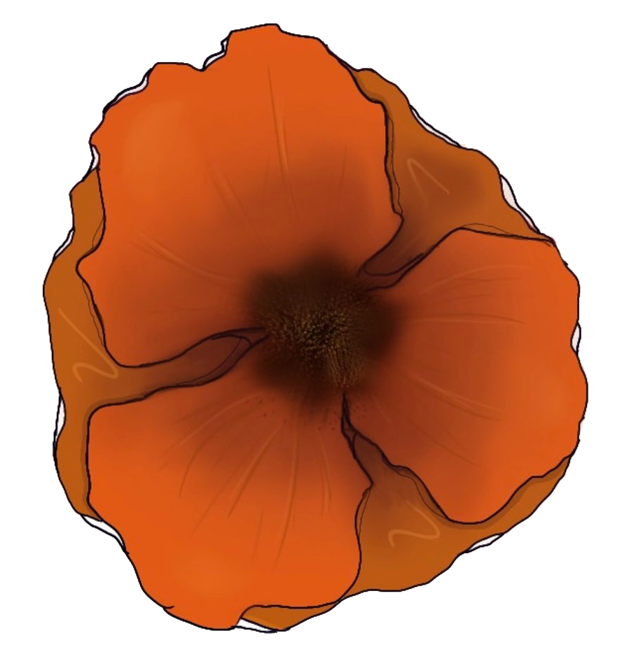 Poppy Drawing Honoring 'K'